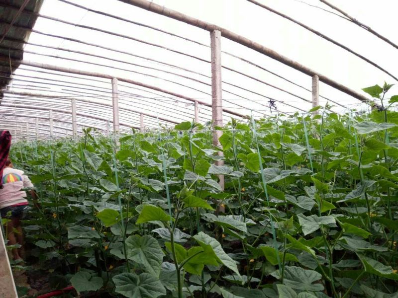 密刺黄瓜鲜花带刺18~22公分