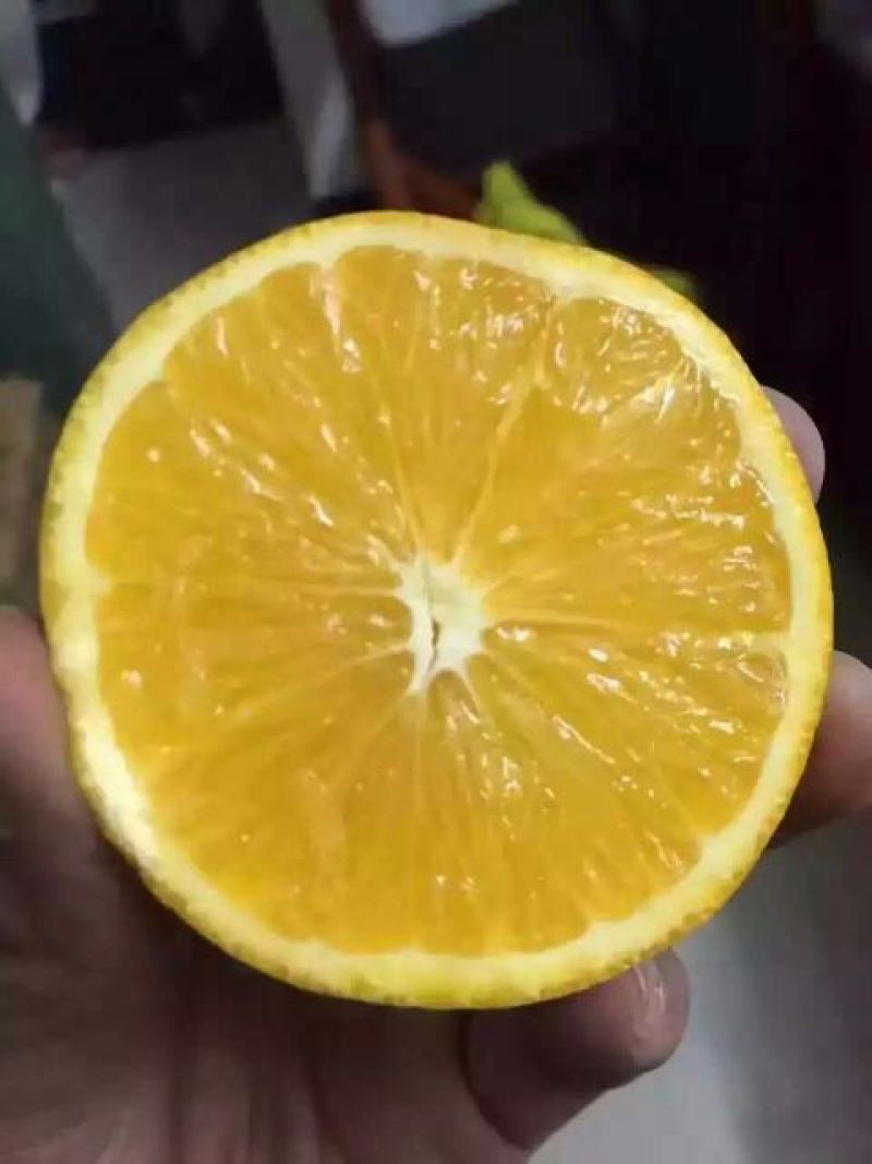 冰糖橙橙