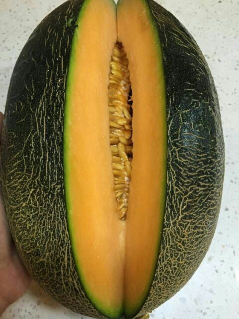 伽师瓜7斤以上长圆形
