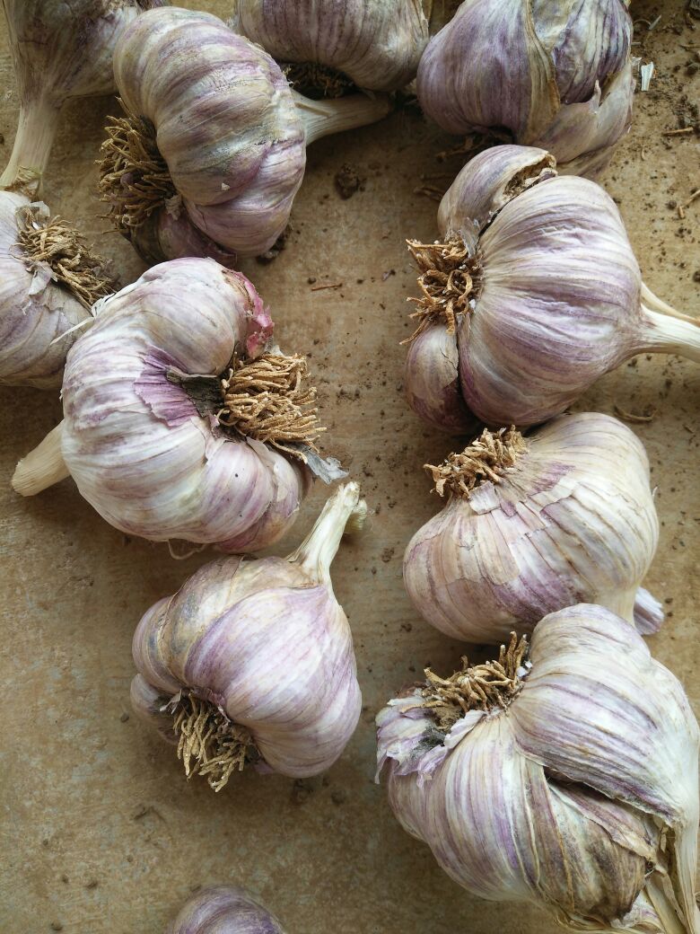 白皮蒜全国_批发_供应-一亩田农业网_专业的农
