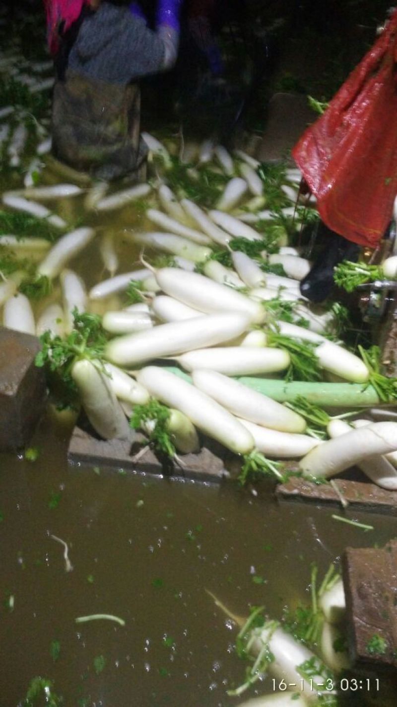 白萝卜
