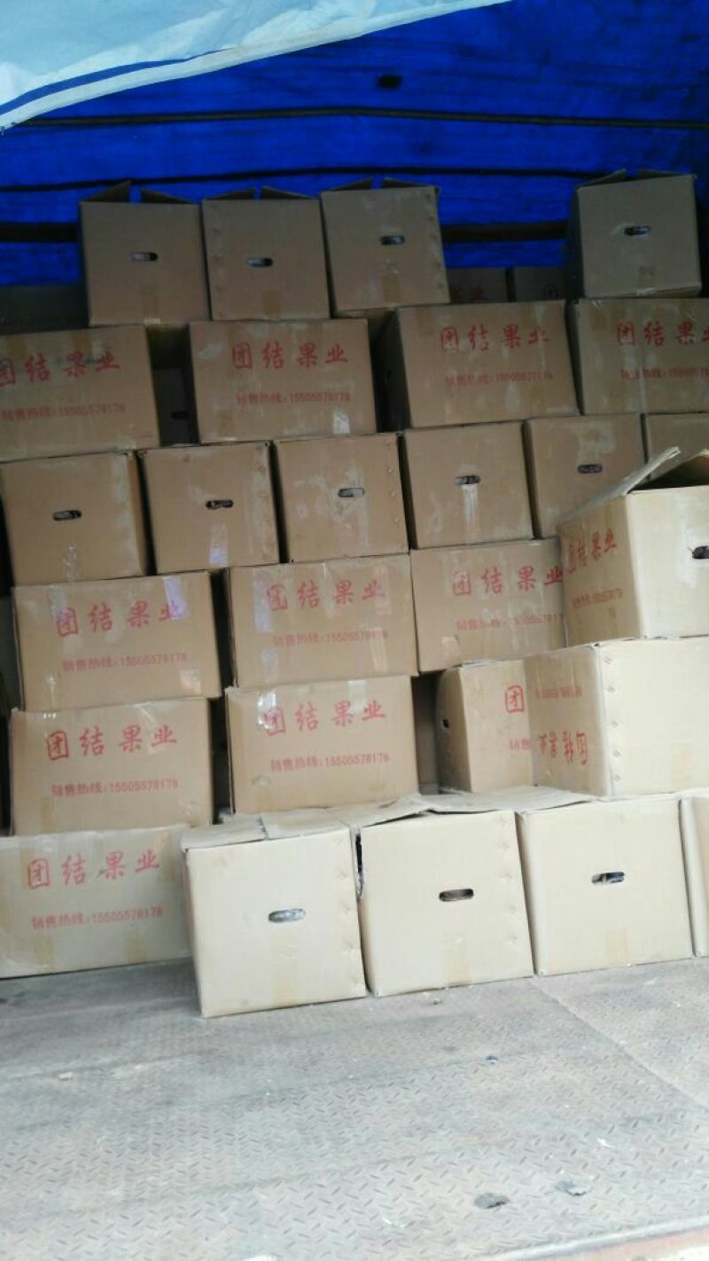 砀山梨250~300g纸箱