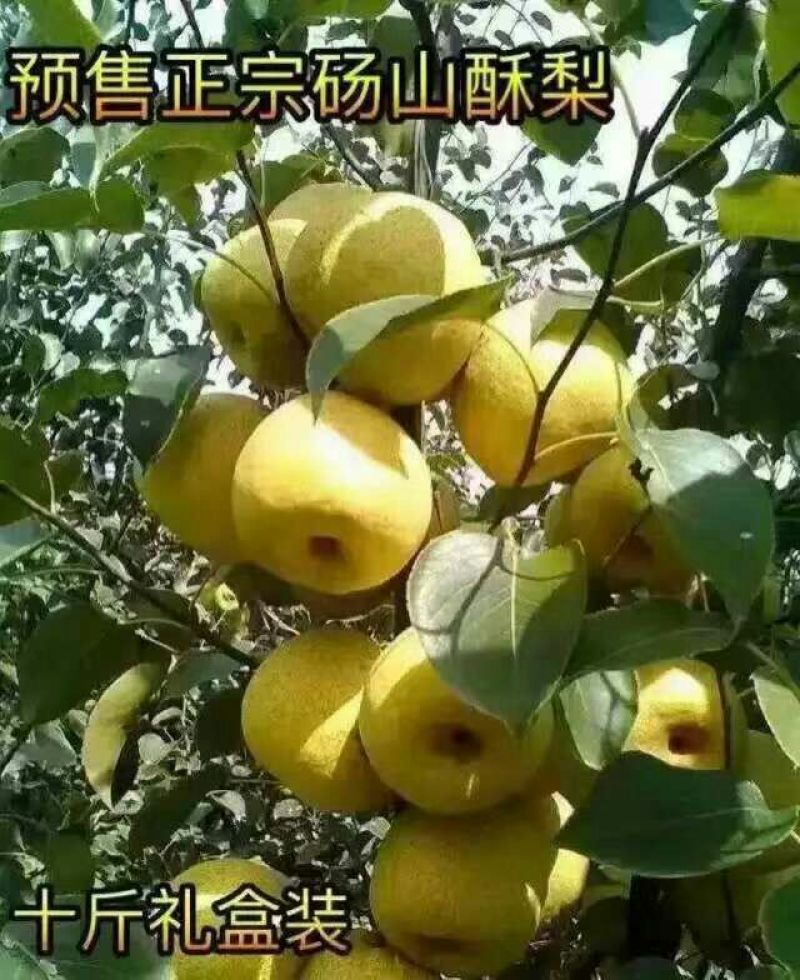 砀山梨250~300g纸箱