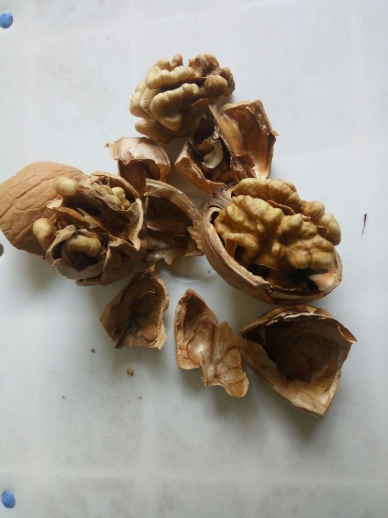 香玲核桃30mm以上去皮干