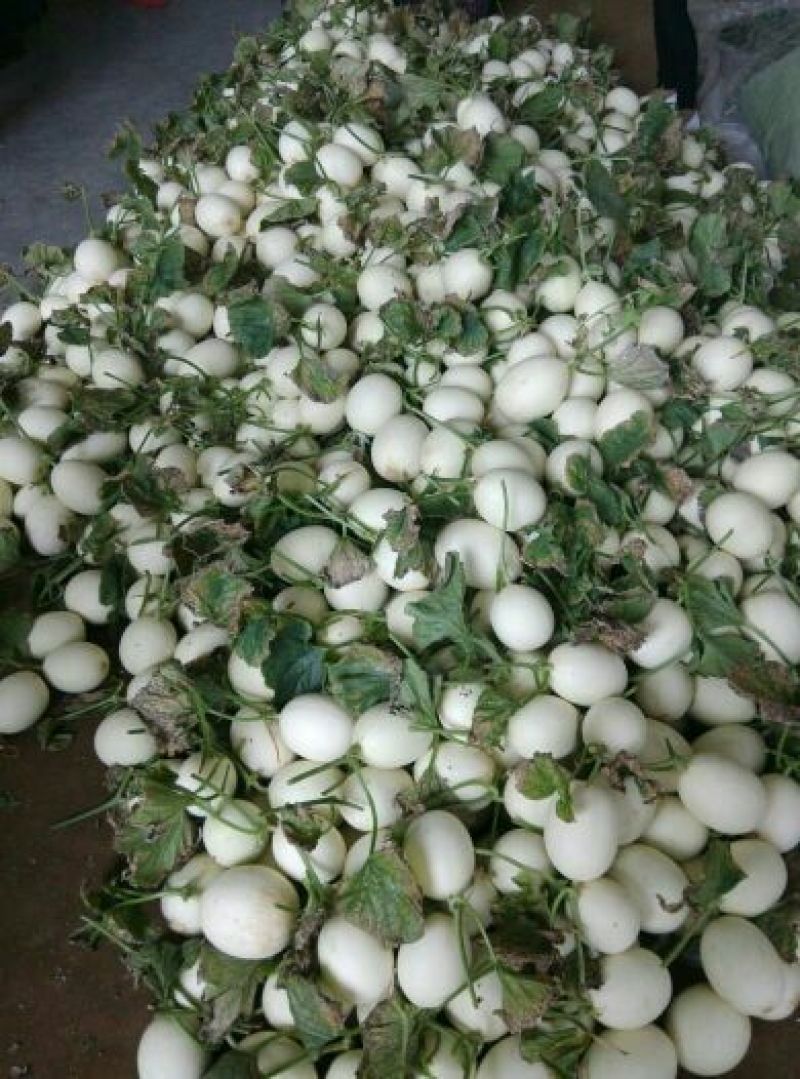 东方密1号哈密瓜2斤以上椭圆形