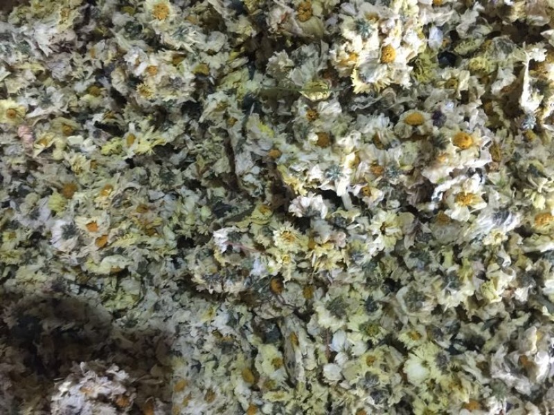 杭州白菊