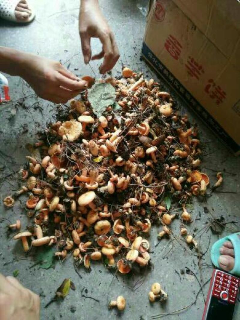 野生菌一级