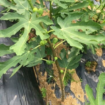 无花果苗波姬红苗，布兰瑞克苗品种多，欢迎选购