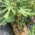 无花果苗波姬红苗，布兰瑞克苗品种多，欢迎选购