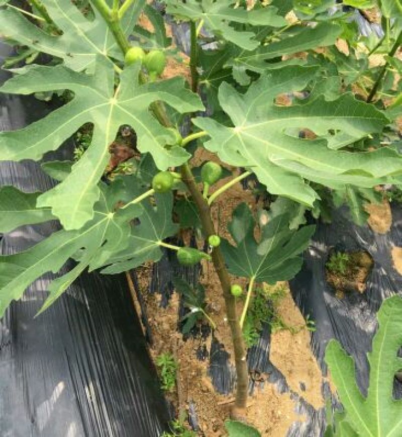 无花果苗波姬红苗，布兰瑞克苗品种多，欢迎选购