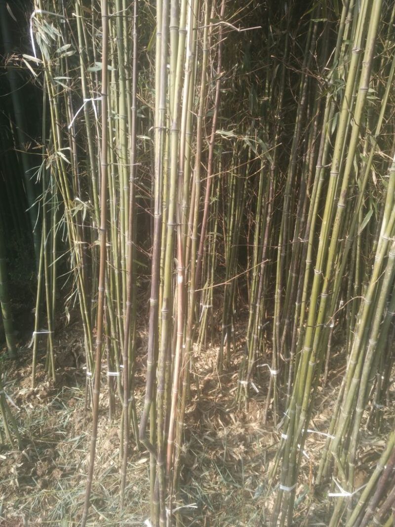 斑竹2~3m