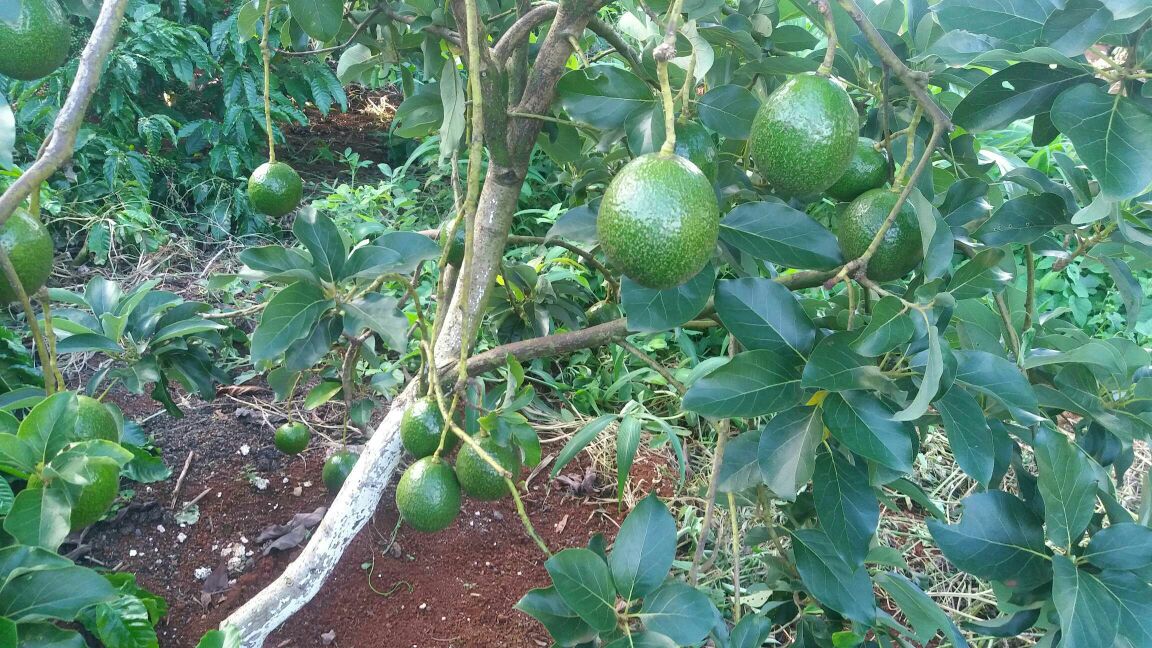 广西崇左市凭祥市牛油果 200g以上批发_蓝贤