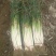 长白大葱35~40cm毛葱2cm左右