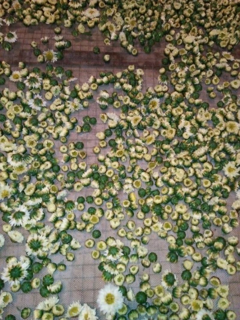杭州白菊散装