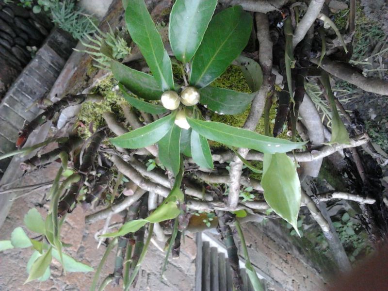 金花茶叶一级