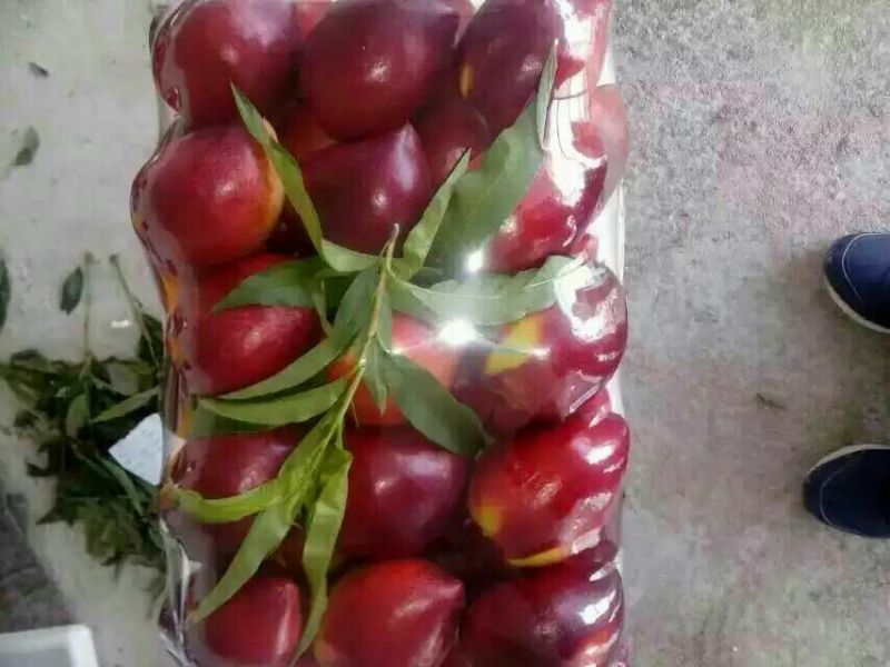 大连大棚油桃春节后就上市了
