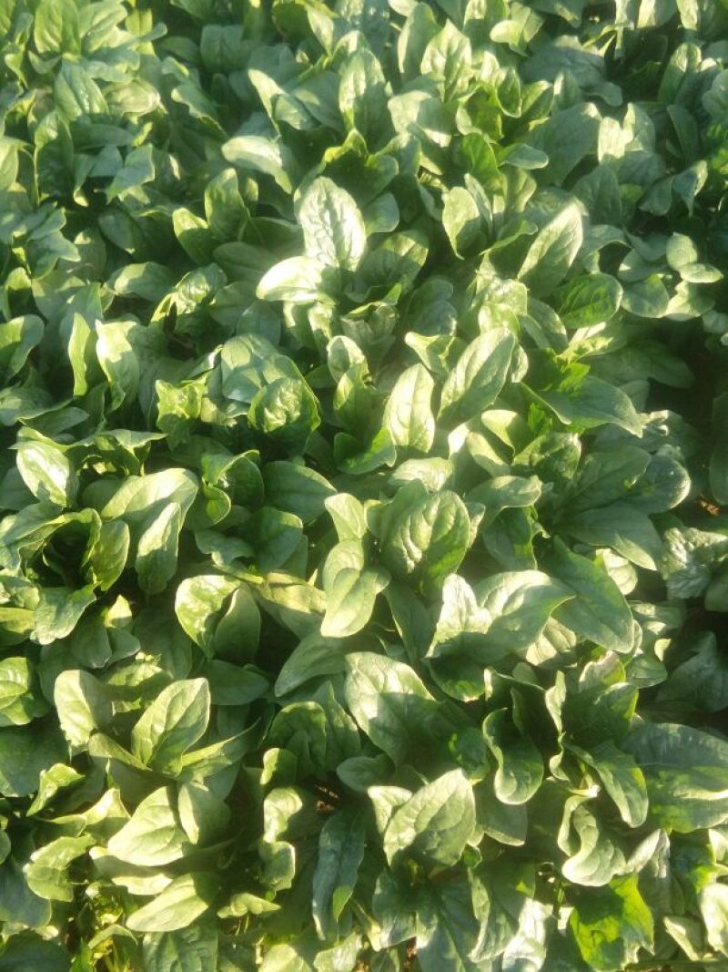 黑叶菠菜25~30厘米