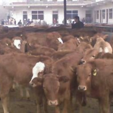 肉驴