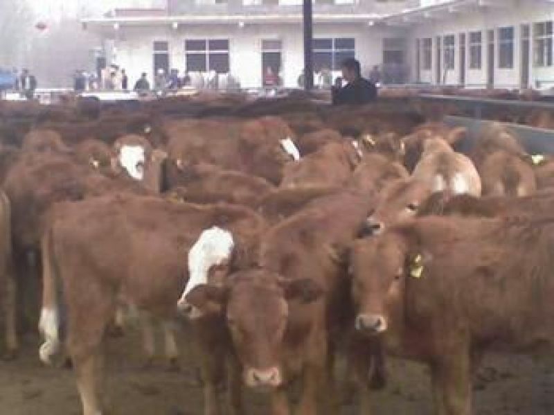 肉驴
