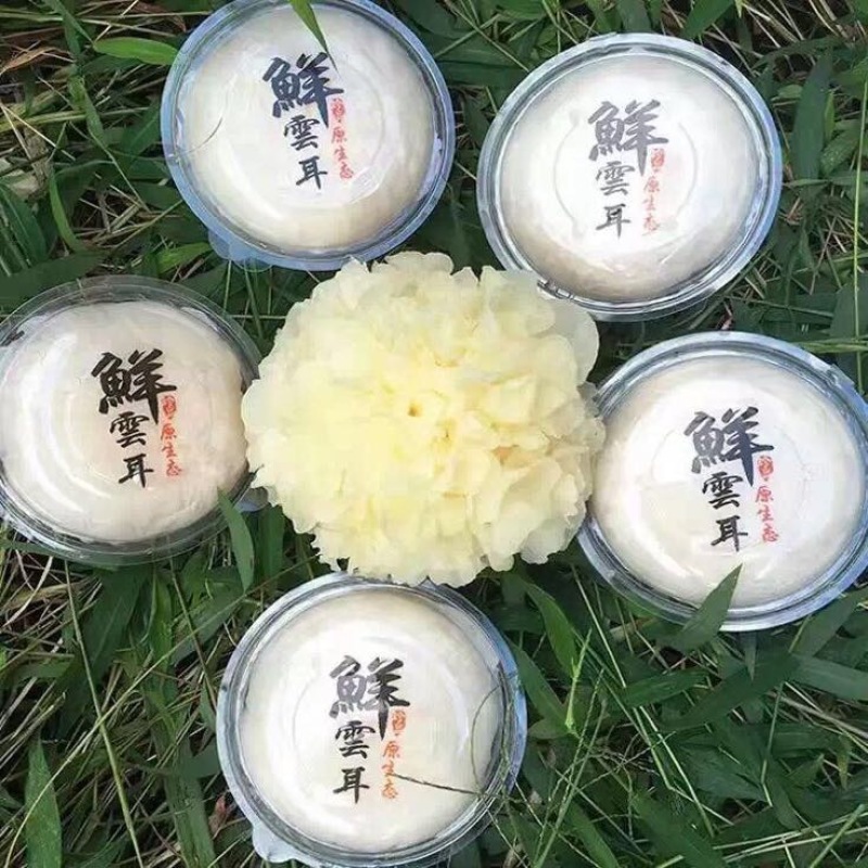 白木耳