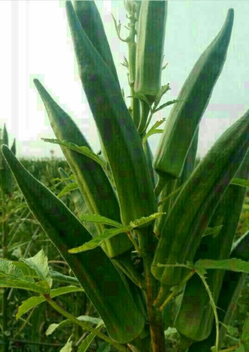 白茄子种子