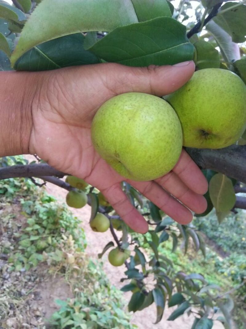 苹果梨500~550g纸箱