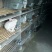 肉兔3~5