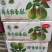 库尔勒香梨