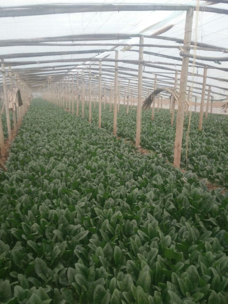 菠菜25~30厘米