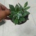 多肉植物带盆栽好