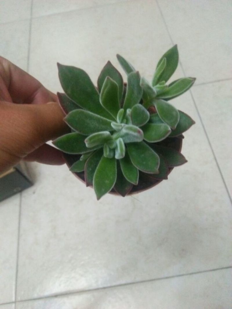 多肉植物带盆栽好