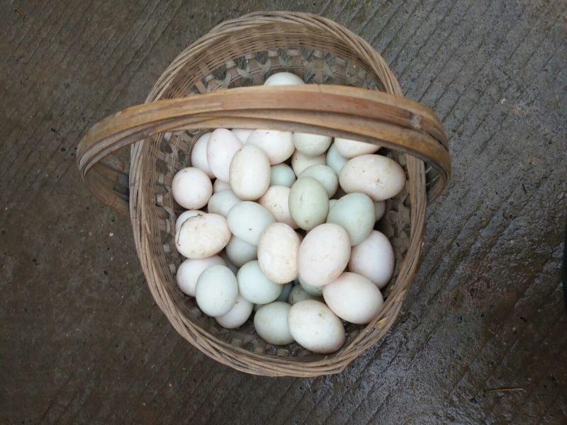 土鸡蛋食用40~50g