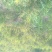 生姜9~两带土品质良好