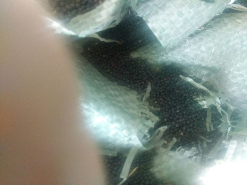 油菜籽1