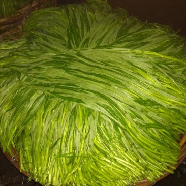 竹叶空心菜20~30厘米