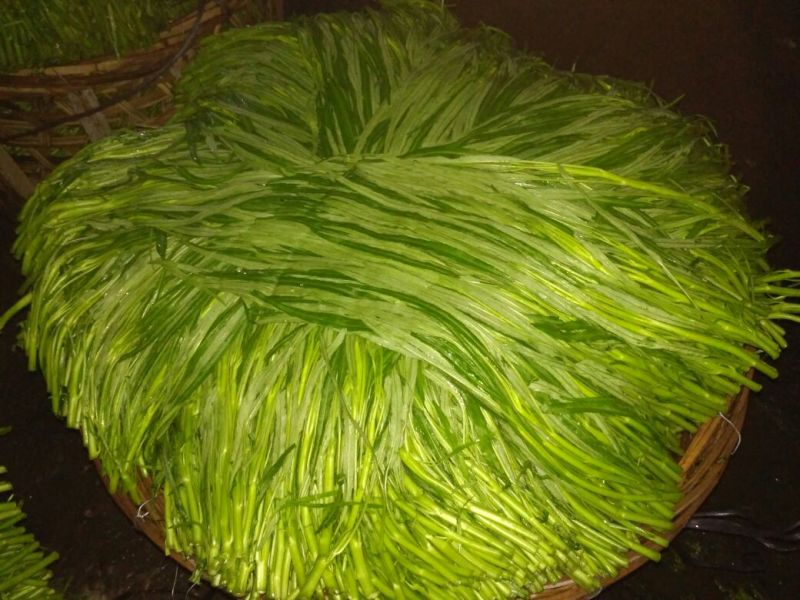 竹叶空心菜20~30厘米