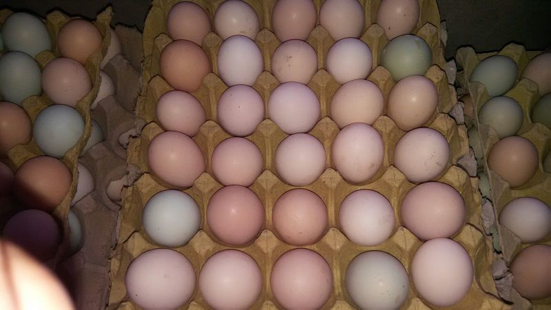 绿壳鸡蛋食用50~60g