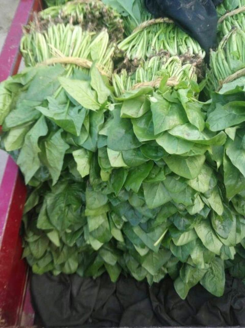 越冬菠菜15~20厘米