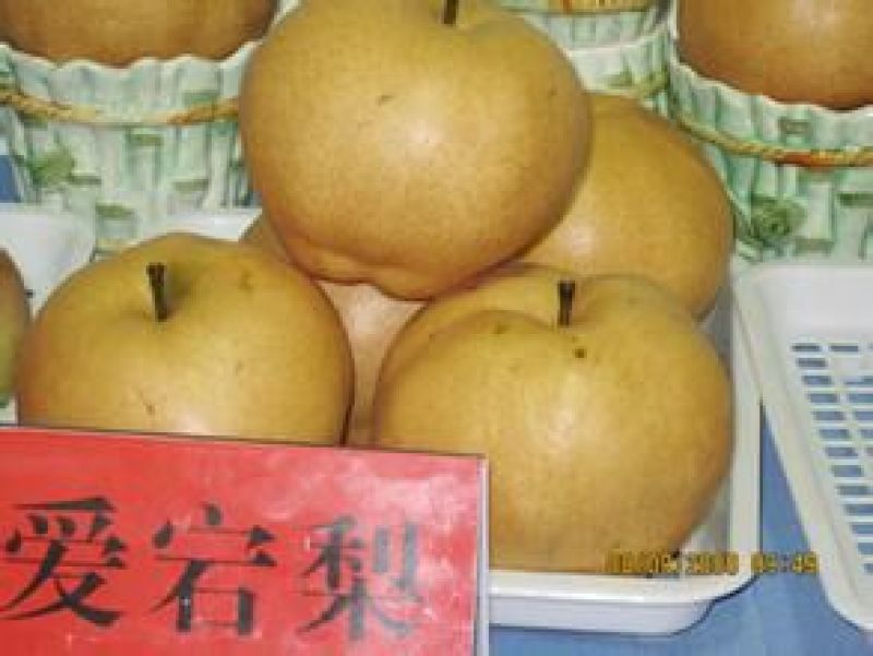 爱宕梨