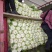 菊锦春白菜4~6斤黄心大白菜，包心实，无烧心，大量现货