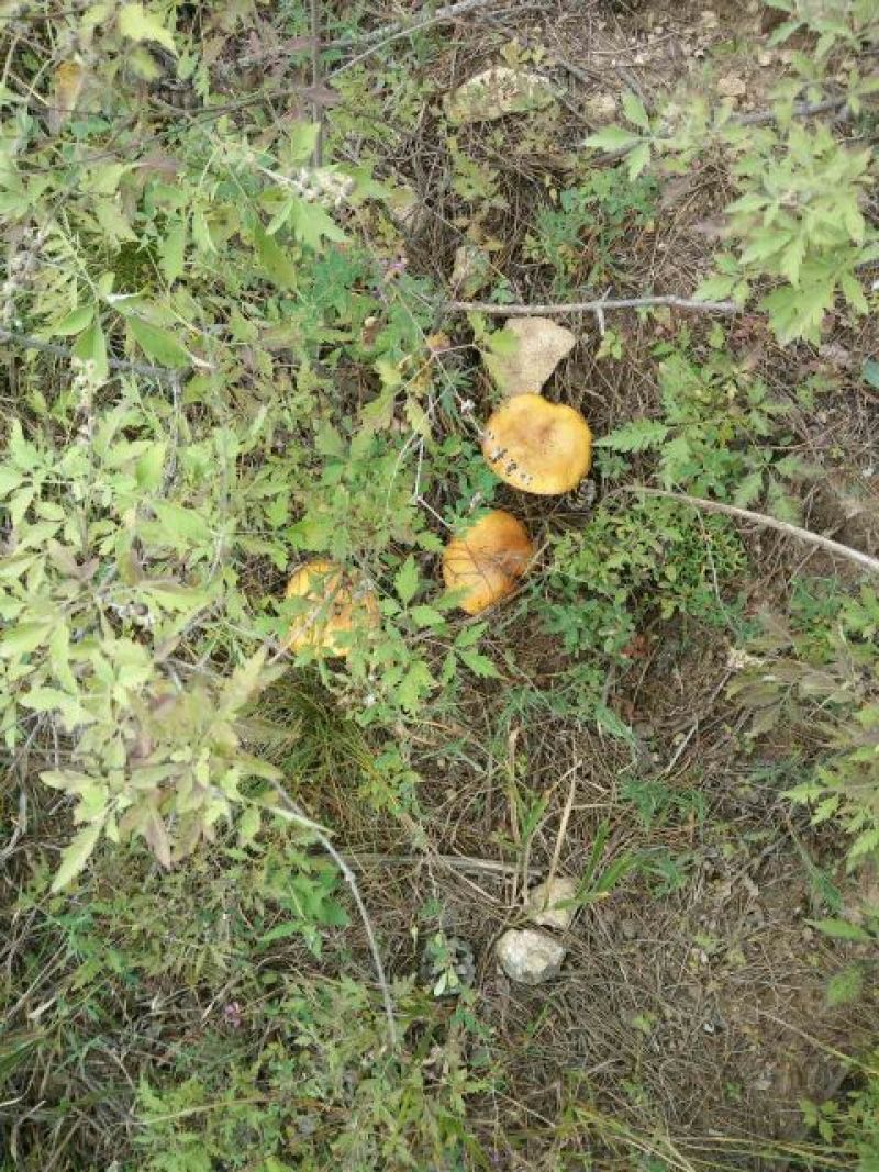 红蘑菇特级4cm