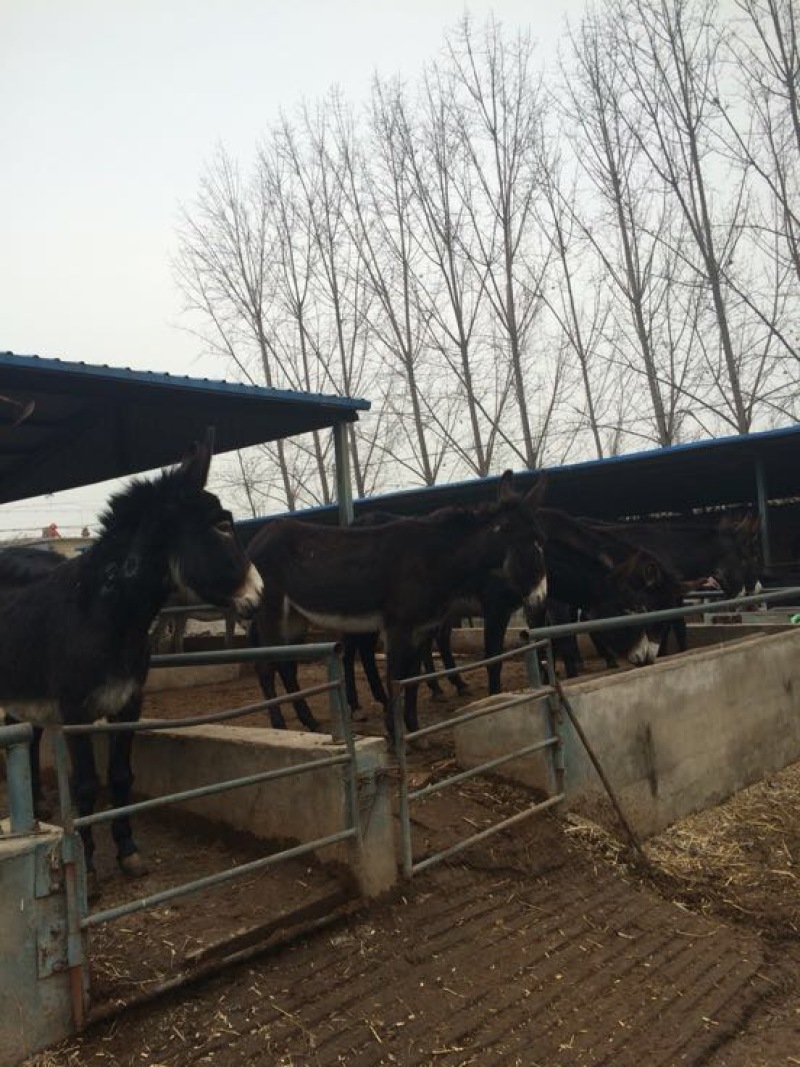 肉驴种驴怀孕母驴驴苗全国包邮包技术