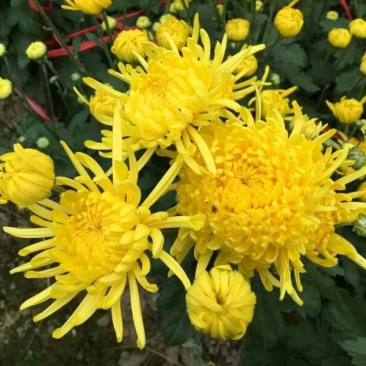 菊花茶开花
