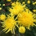 菊花茶开花