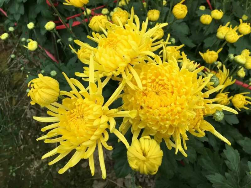 菊花茶开花