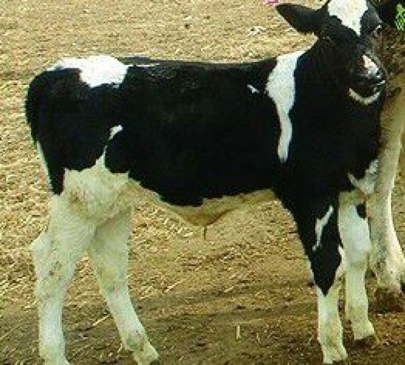 优质北京荷斯坦奶牛600~800kg