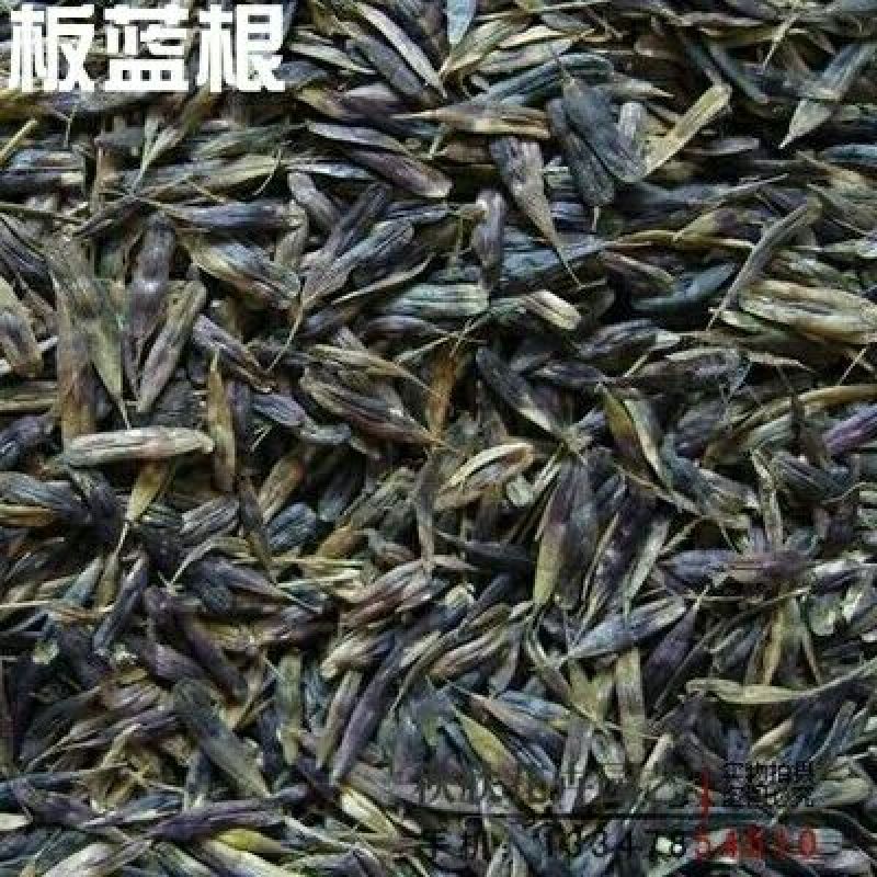 板蓝根种子93%以上，全新种子