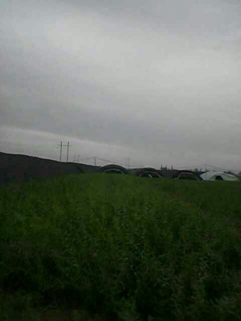 枸杞苗2年