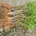 茉莉花苗30~50cm