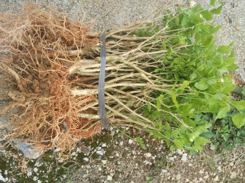 茉莉花苗30~50cm